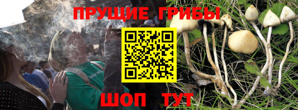 Галлюциногенные грибы Psilocybine cubensis Усолье-Сибирское
